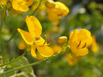 C. senna, Foto**