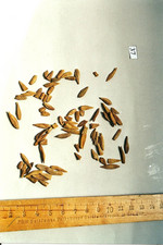 S. grati semen, Foto***