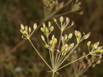 Pflanze, Foto 2***
