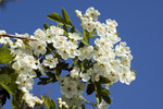 Pflanze, Foto 2***
