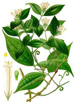 S. toxifera, Zeichnung*
