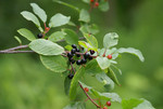 Pflanze, Foto 3***
