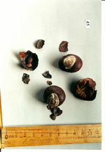 Droge, Foto 2****