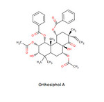 OrthosipholA