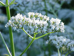Pflanze, Foto 3*
